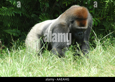 Western pianura gorilla silverback in un progetto rehabiitation sull isola Evengue in gabonese affida Loango National Park Foto Stock