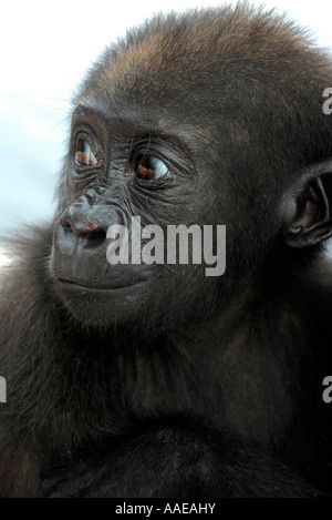 Un gorilla orfani è curato nel villaggio Evaro lakeshore resort in Gabon Foto Stock