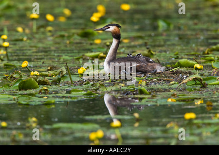 Svasso maggiore. Podiceps cristatus sul nido con pulcini immerso in acqua di Lillie Priory Park Bedford Bedfordshire Foto Stock