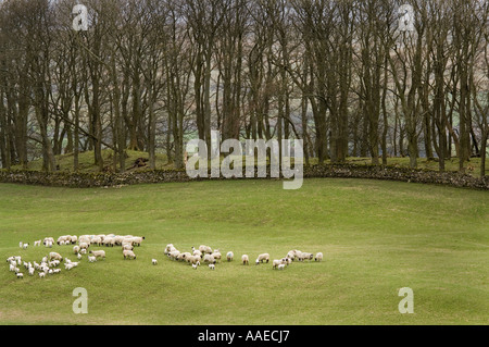 Il pascolo con un gregge di pecore blackface, Ovis aries, Swaledale superiore, North Yorkshire, Inghilterra, Regno Unito Foto Stock