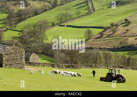 Agricoltore pascere il suo gregge di black-fronte di ovini, Ovis aries, Swaledale superiore, North Yorkshire, Inghilterra, Regno Unito, Europa, all'inizio della primavera Foto Stock