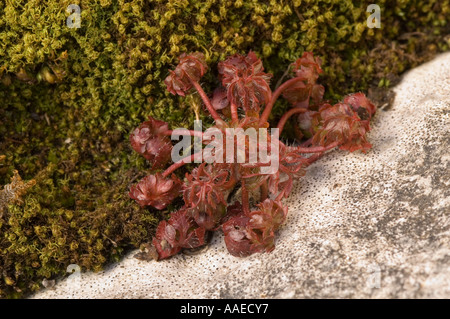 Foglia Tonda Sundew (drosera rotundifolia) Ribblehead pavimentazione di pietra calcarea, Ribblesdale, North Yorkshire, Inghilterra, Regno Unito Foto Stock