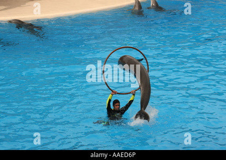 Dolphin passa attraverso un anello al Loro Parque di Puerto De La Cruz Tenerife Foto Stock