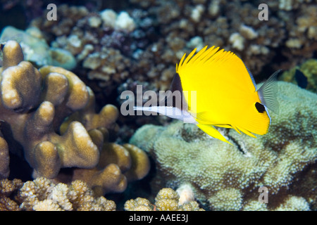 Il naso lungo butterflyfish, Forcipiger flavissimus nuotare tra i coralli sulla barriera corallina Foto Stock