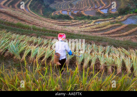 Zhuang ragazza la mietitura del riso sulla terrazza, Longsheng, Guangxi, Cina Foto Stock