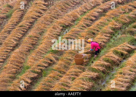 Zhuang ragazza la mietitura del riso sulle terrazze di riso in montagna nella nebbia, Longsheng, Guangxi, Cina Foto Stock