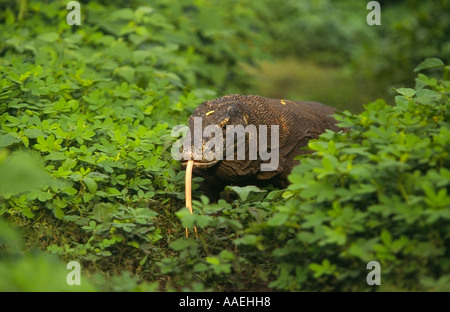 Drago di Komodo in ambiente naturale sul isola di Rinca Varanus komodoensis Parco Nazionale di Komodo Indonesia Asia del sud-est Foto Stock