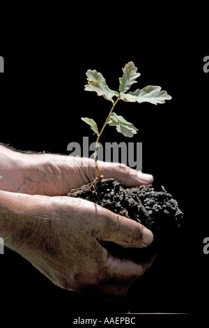 Forester con albero di quercia piantina Foto Stock