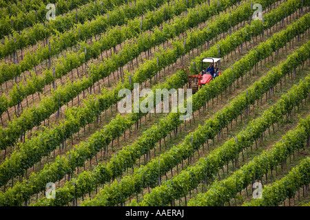 La viticoltura, rosso trattore italiano coltivare tra i filari di vigneti in collina italiana, Toscana Italia, Europa, UE Foto Stock