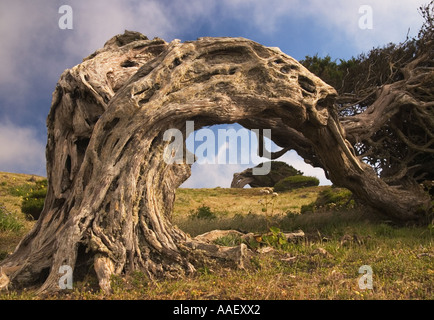 Il famoso vento ritorto di alberi di ginepro - juniperus turbinata canariensis (sabina) - di El Hierro nelle isole Canarie Foto Stock