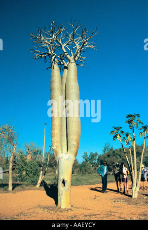 Baobab nella foresta spinosa vicino a Toliara Tulear Madagascar meridionale Foto Stock