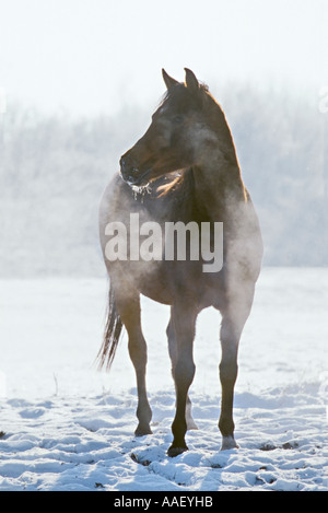 Razza cavallo arabo in un freddo inverno mattina (Southen Baviera, Germania) Foto Stock