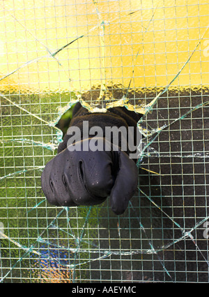 Ladro di rottura e di entrare in una proprietà privata da smashing attraverso un filo di vetro applicato nel riquadro nel riquadro. Foto Stock