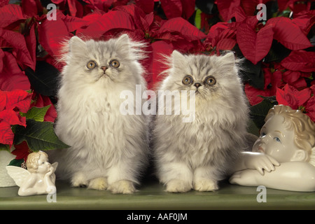 Due gattini persiano davanti di fiori Foto Stock