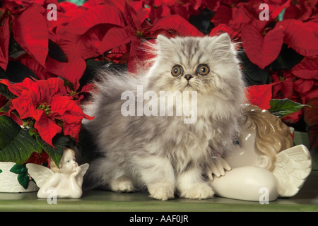 Il persiano gattino nella parte anteriore dei fiori Foto Stock