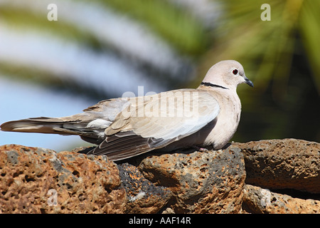 Eurasian colomba a collare (Streptopelia decaocto) appollaiato sulla roccia Foto Stock