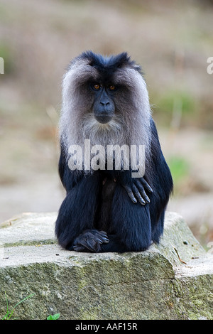 Lion-coda Macaque - seduta su roccia / Macaca silenus Foto Stock