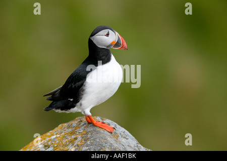 Puffin Atlantico (Fratercula artica) Adulti in piedi su una roccia Foto Stock