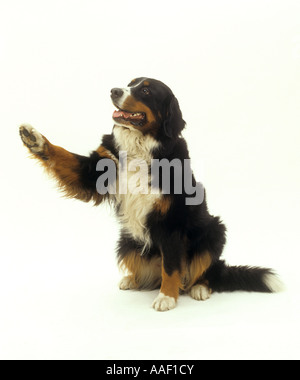 Bovaro del Bernese - dando paw Foto Stock