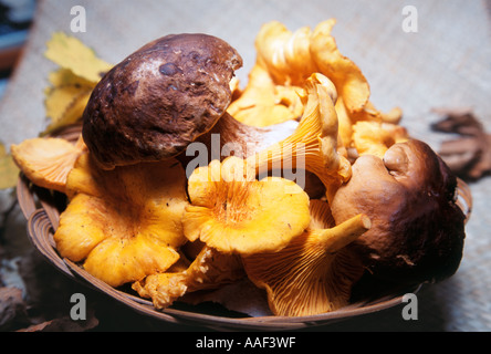 I funghi nel cestello Foto Stock