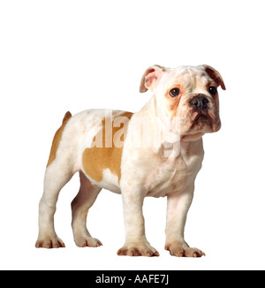 Cane Foto Stock