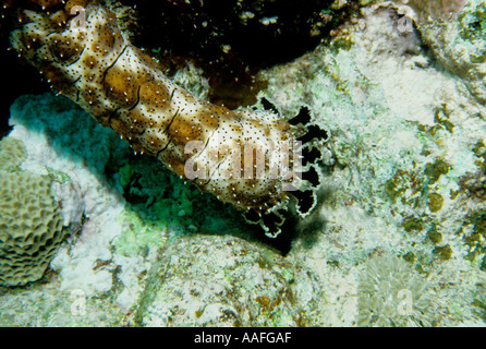 Adulto cetriolo marittimo Bohadschia graeffei utilizzando i suoi tentacoli per alimentare il Sudan Mar Rosso Foto Stock