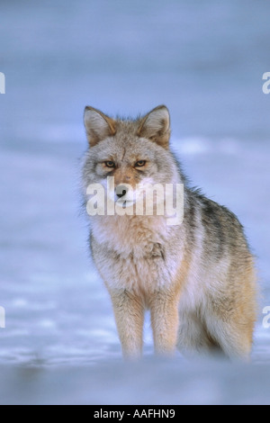 Coyote in piedi nella neve ncaptive Alaska Wildlife Conservation Centre inverno SC Alaska Foto Stock
