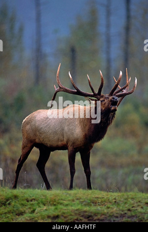 Bull Elk in piedi in erba captive Alaska Wildlife Conservation Centre caduta SC Alaska Foto Stock