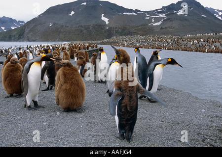 Primo piano della muta Oakum Boy re pinguini lungo il fiume Isola Georgia del Sud Antartico estate Foto Stock