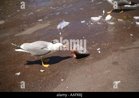 Di scavenging del gabbiano su una testa di pesce al di fuori di pesce di mercanti di stallo a street market, Città Vecchia, Nice, Francia Foto Stock