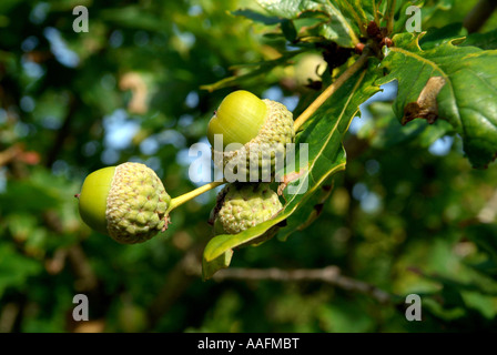 Ghiande ancora in fase di crescita e di maturazione sulla quercia Foto Stock