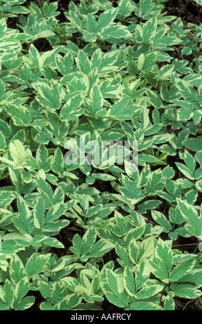 Aegopodium podagraria Variegatum Foto Stock