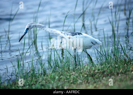 24435 muta immaturi piccolo airone cenerino Egretta caerulea caccia lungo un piccolo lago in Bradenton Florida USA Foto Stock