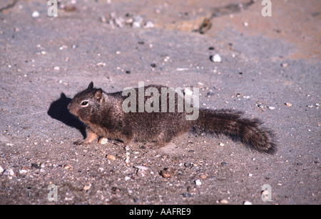 California 24602 scoiattolo massa Citellus beecheyi San Francisco California USA animale roditore vertebrato ben nutriti preda Foto Stock