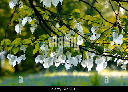 Struttura Hankerchief fiori a Queenswood in Herefordshire Foto Stock