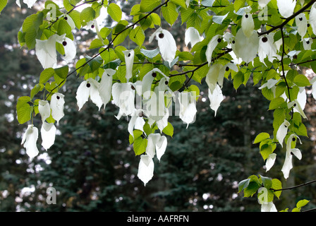 Struttura Hankerchief fiori a Queenswood in Herefordshire Foto Stock