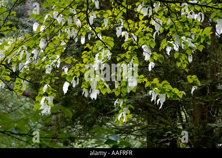 Struttura Hankerchief fiori a Queenswood in Herefordshire Foto Stock