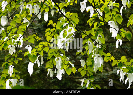 Struttura Hankerchief fiori a Queenswood in Herefordshire Foto Stock