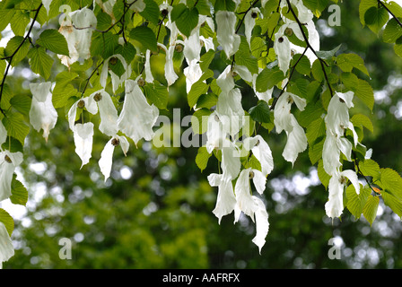 Struttura Hankerchief fiori a Queenswood in Herefordshire Foto Stock