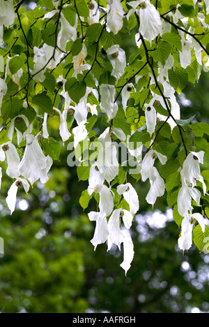 Struttura Hankerchief fiori a Queenswood in Herefordshire Foto Stock