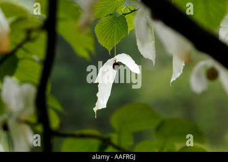 Struttura Hankerchief fiori a Queenswood in Herefordshire Foto Stock