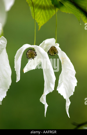 Struttura Hankerchief fiori a Queenswood in Herefordshire Foto Stock