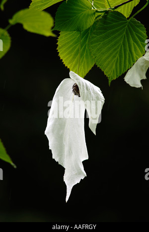 Struttura Hankerchief fiori a Queenswood in Herefordshire Foto Stock