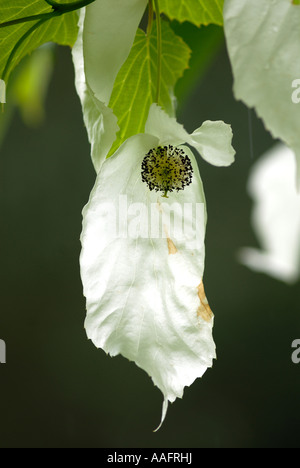 Struttura Hankerchief fiori a Queenswood in Herefordshire Foto Stock