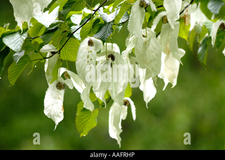 Struttura Hankerchief fiori a Queenswood in Herefordshire Foto Stock