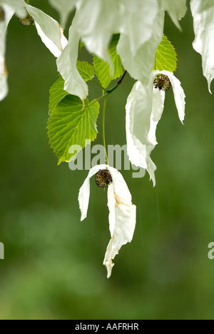 Struttura Hankerchief fiori a Queenswood in Herefordshire Foto Stock