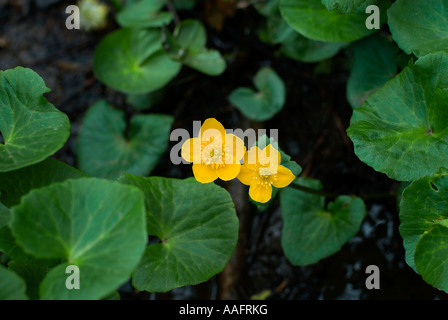 Marsh marigold Caltha palustris Foto Stock