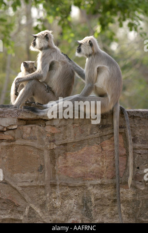 HPA78547 Famiglia di monkey tre languore Langoors seduta a Ranthambor Wildlife Sanctuary Parco Nazionale di Rajasthan India Asia Foto Stock