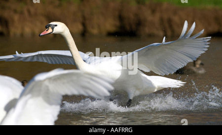 Cigno atterraggio, fiume Severn Estuary, Gloucestershire Foto Stock