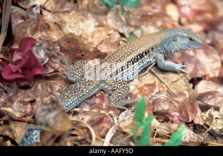 Conseguenze del boxing day tsunami, Banda Aceh e Sumatra, Indonesia. Foto Stock